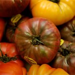 Salmonella Tomatoes Photo