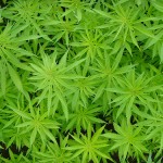 marijuana-plants