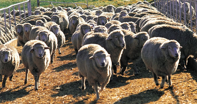 sheep-herd