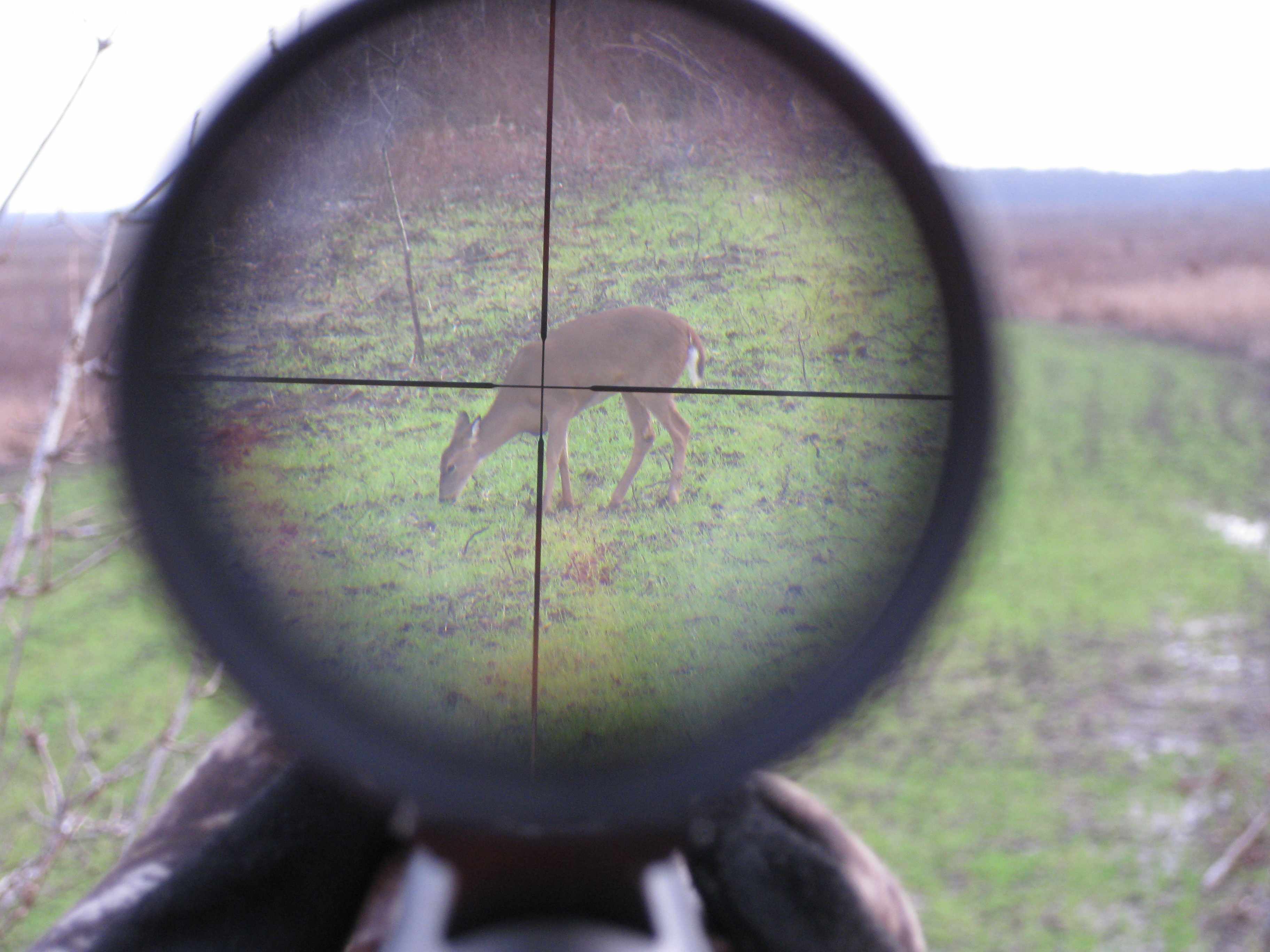 deer-crosshairs – Outside the Beltway