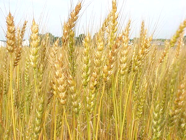 wheat-production