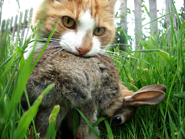 cat-with-rabbit-in-mouth.jpg