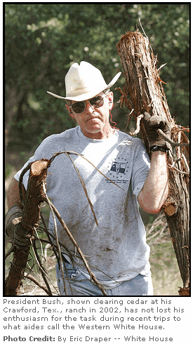 Photo President Bush, shown clearing cedar at his Crawford, Tex., ranch in 2002, has not lost his enthusiasm for the task during recent trips to what aides call the Western White House. (By Eric Draper -- White House)