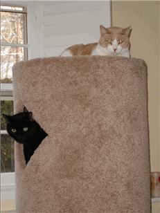 Photo: Scamp and Henry sitting in cat tree