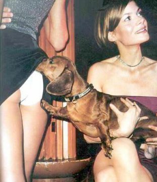 dachsund dog sniffing woman's panties