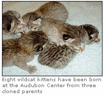 Photo: Eight wildcat kittens have been born at the Audubon Center from three cloned parents