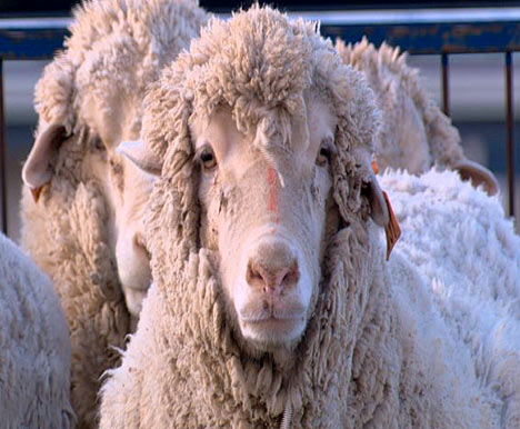 Sheep Human Chimera Photo Chimera: sheep have 15 per cent human cells and 85 per cent animal cells